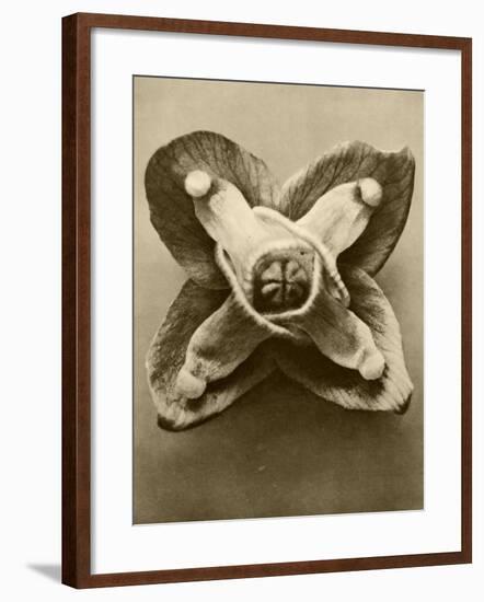 Sepia Botany Study V-Vision Studio-Framed Art Print