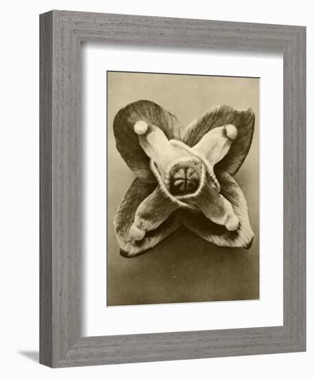 Sepia Botany Study V-Vision Studio-Framed Art Print