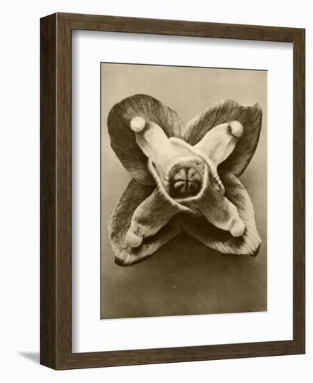 Sepia Botany Study V-Vision Studio-Framed Art Print