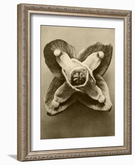 Sepia Botany Study V-Vision Studio-Framed Art Print