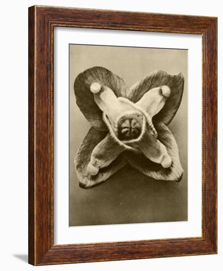 Sepia Botany Study V-Vision Studio-Framed Art Print