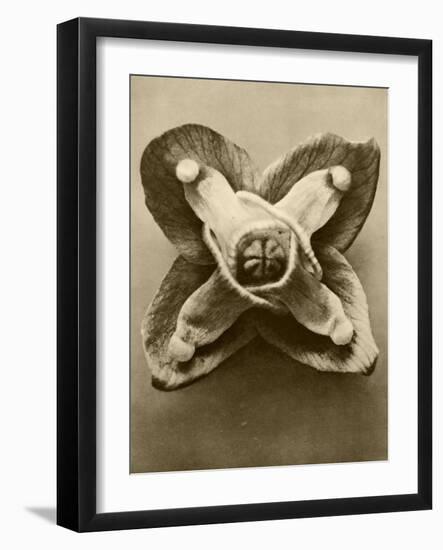 Sepia Botany Study V-Vision Studio-Framed Art Print