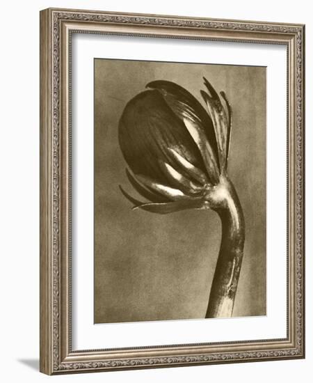 Sepia Botany Study VI-Vision Studio-Framed Art Print