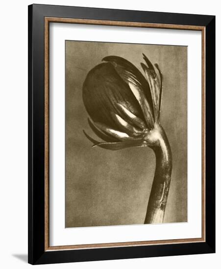 Sepia Botany Study VI-Vision Studio-Framed Art Print