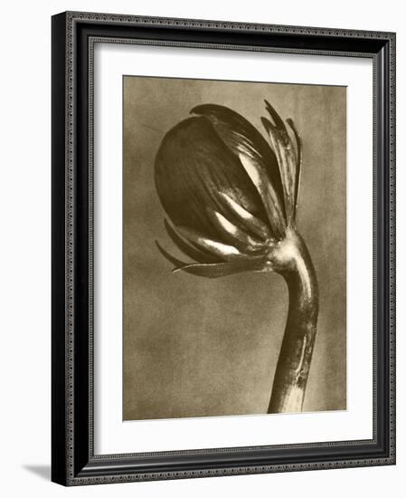 Sepia Botany Study VI-Vision Studio-Framed Art Print