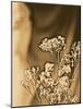 Sepia Coloured Flowers-India Hobson-Mounted Photographic Print