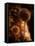 Sepia Dandelions-Robert Cattan-Framed Premier Image Canvas