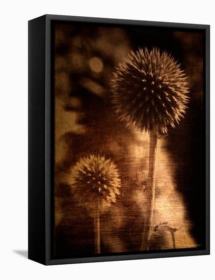 Sepia Dandelions-Robert Cattan-Framed Premier Image Canvas