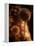 Sepia Dandelions-Robert Cattan-Framed Premier Image Canvas