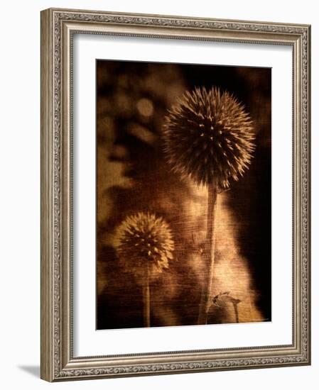 Sepia Dandelions-Robert Cattan-Framed Photographic Print