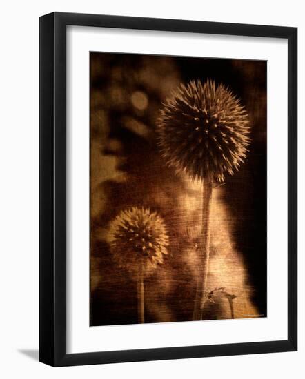 Sepia Dandelions-Robert Cattan-Framed Photographic Print