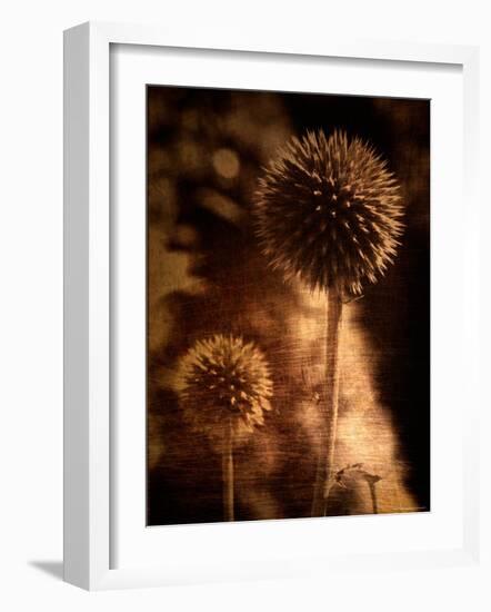 Sepia Dandelions-Robert Cattan-Framed Photographic Print