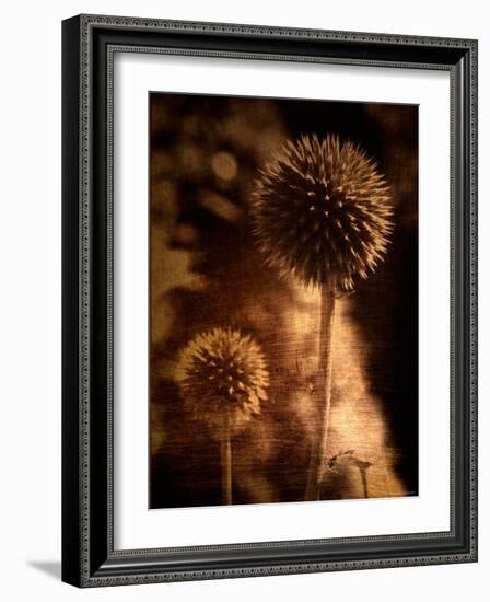 Sepia Dandelions-Robert Cattan-Framed Photographic Print