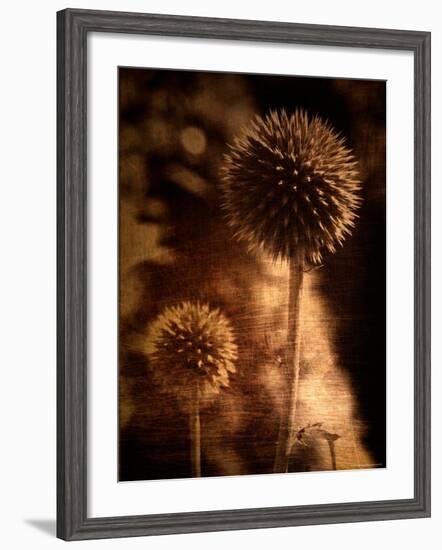 Sepia Dandelions-Robert Cattan-Framed Photographic Print