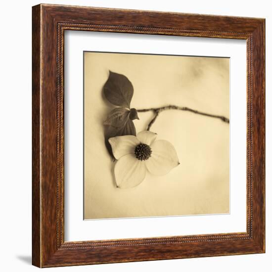 Sepia Dogwoods I-Heather Johnston-Framed Giclee Print