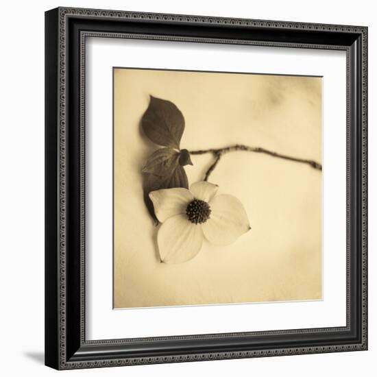 Sepia Dogwoods I-Heather Johnston-Framed Giclee Print