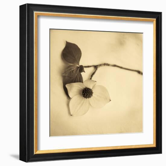 Sepia Dogwoods I-Heather Johnston-Framed Giclee Print