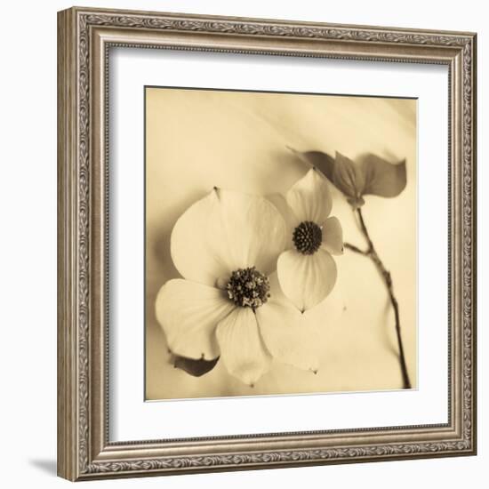 Sepia Dogwoods II-Heather Johnston-Framed Giclee Print