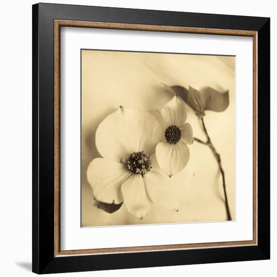 Sepia Dogwoods II-Heather Johnston-Framed Giclee Print