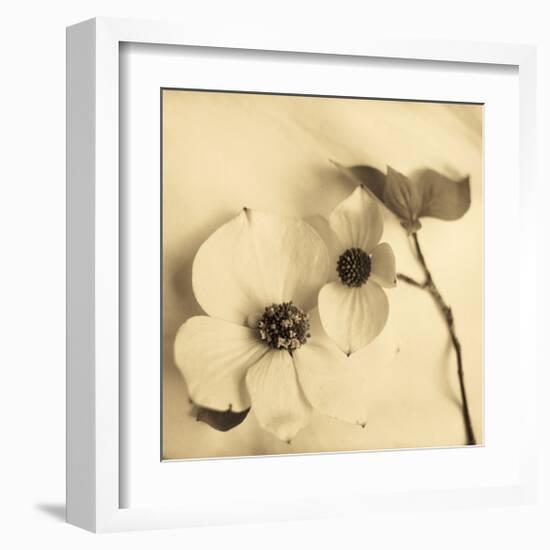 Sepia Dogwoods II-Heather Johnston-Framed Giclee Print