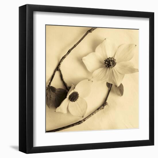 Sepia Dogwoods III-Heather Johnston-Framed Giclee Print