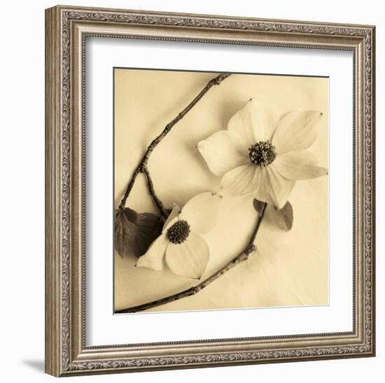 Sepia Dogwoods III-Heather Johnston-Framed Giclee Print