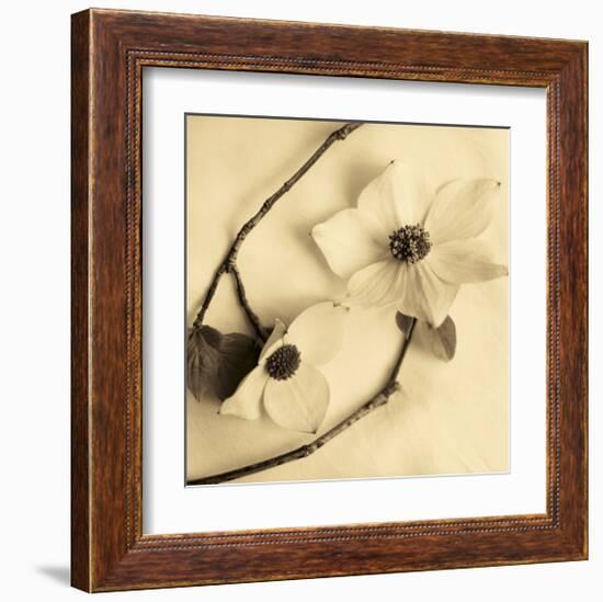 Sepia Dogwoods III-Heather Johnston-Framed Giclee Print