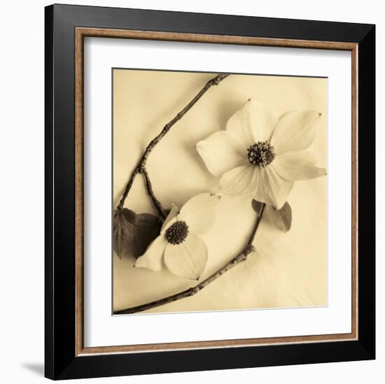 Sepia Dogwoods III-Heather Johnston-Framed Giclee Print