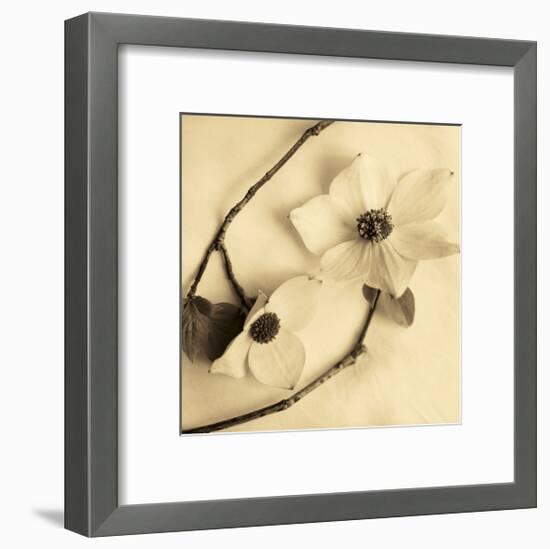 Sepia Dogwoods III-Heather Johnston-Framed Giclee Print