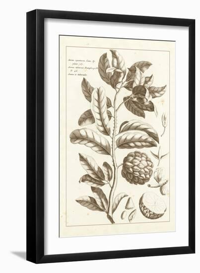 Sepia Exotics I-Pierre Buchoz-Framed Art Print