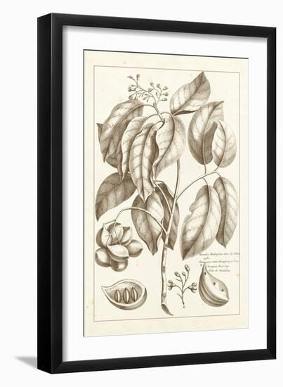 Sepia Exotics II-Pierre Buchoz-Framed Art Print