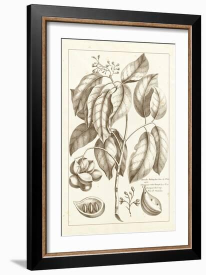 Sepia Exotics II-Pierre Buchoz-Framed Art Print