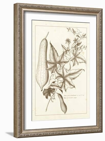 Sepia Exotics IV-Pierre Buchoz-Framed Art Print