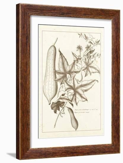 Sepia Exotics IV-Pierre Buchoz-Framed Art Print