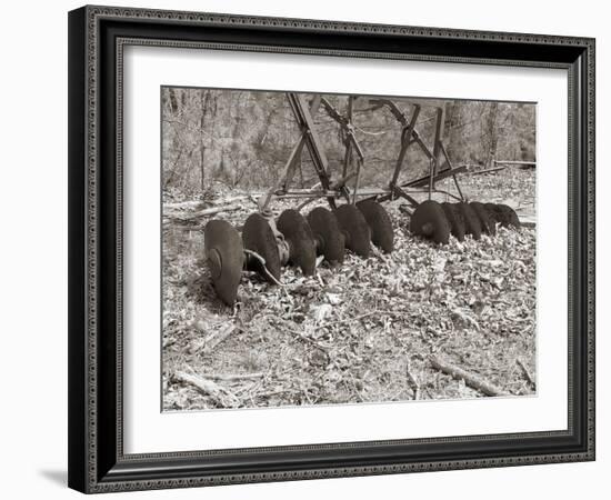 Sepia Farm Study III-Alicia Ludwig-Framed Photographic Print