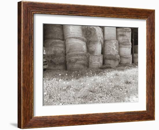 Sepia Farm Study V-Alicia Ludwig-Framed Photographic Print