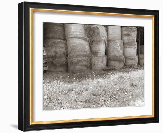 Sepia Farm Study V-Alicia Ludwig-Framed Photographic Print