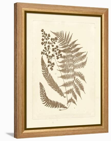 Sepia Ferns III-Vision Studio-Framed Stretched Canvas