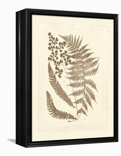 Sepia Ferns III-Vision Studio-Framed Stretched Canvas