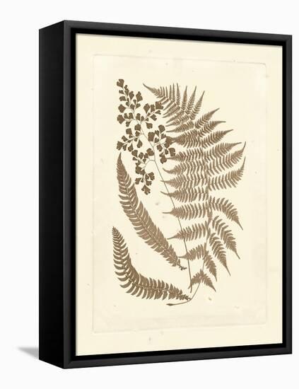 Sepia Ferns III-Vision Studio-Framed Stretched Canvas