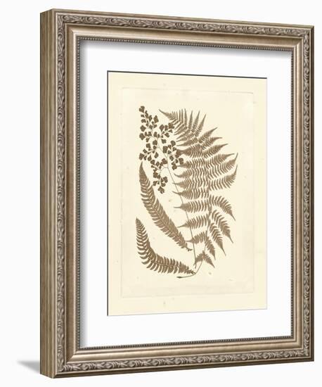 Sepia Ferns III-Vision Studio-Framed Art Print