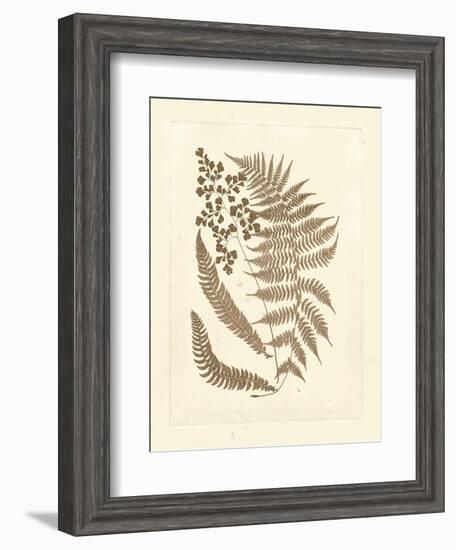 Sepia Ferns III-Vision Studio-Framed Art Print