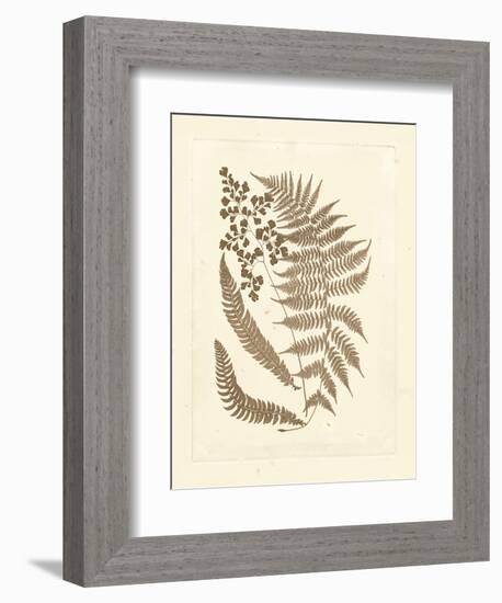 Sepia Ferns III-Vision Studio-Framed Art Print