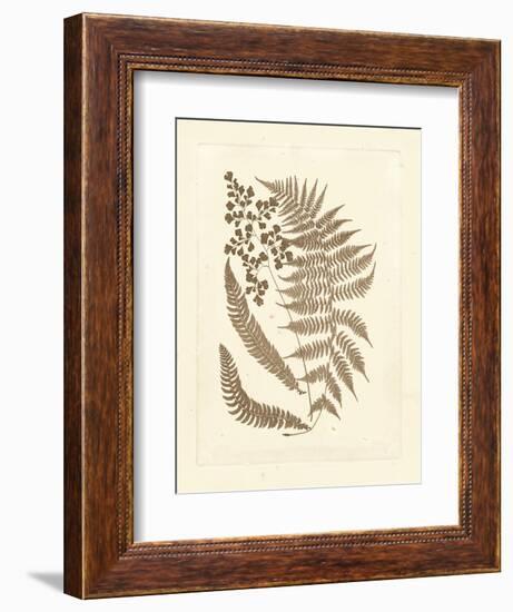 Sepia Ferns III-Vision Studio-Framed Art Print