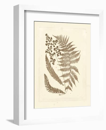 Sepia Ferns III-Vision Studio-Framed Art Print