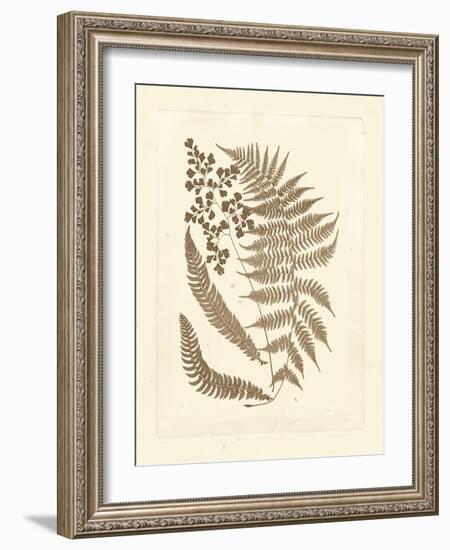 Sepia Ferns III-Vision Studio-Framed Art Print