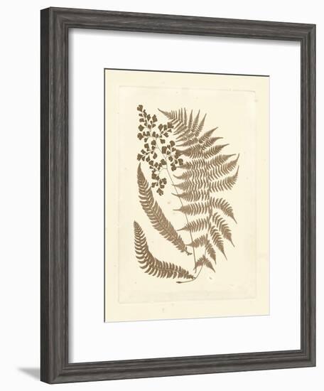 Sepia Ferns III-Vision Studio-Framed Art Print