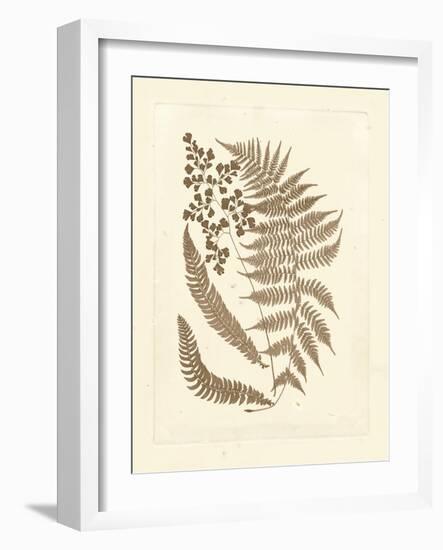 Sepia Ferns III-Vision Studio-Framed Art Print