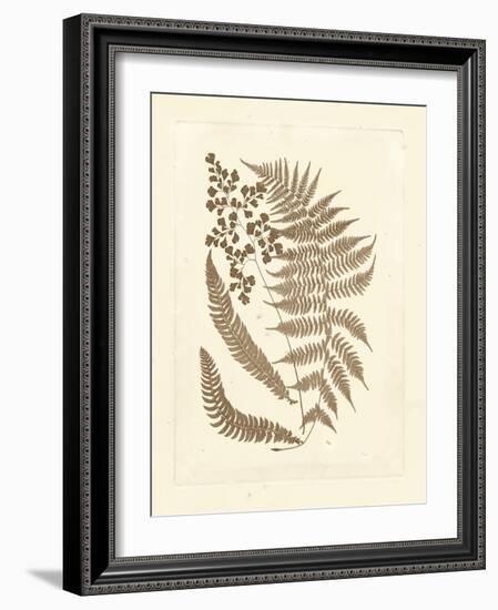 Sepia Ferns III-Vision Studio-Framed Art Print