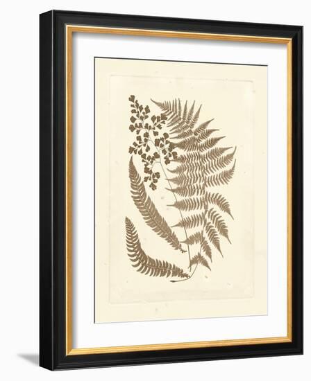 Sepia Ferns III-Vision Studio-Framed Art Print